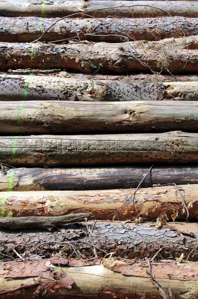 Stapelholzstämme Wald — Stockfoto