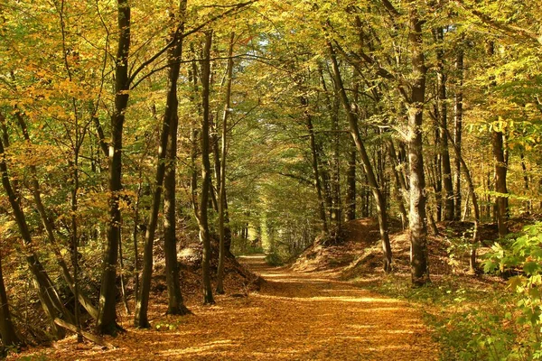 Atmosfera Autunnale Una Faggeta Nel Sauerland Regione Tedesca Nelle Foglie — Foto Stock