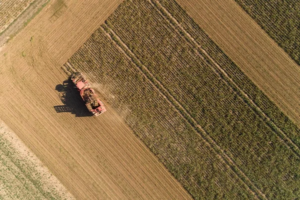 Oogsten Een Suikerbietenveld — Stockfoto