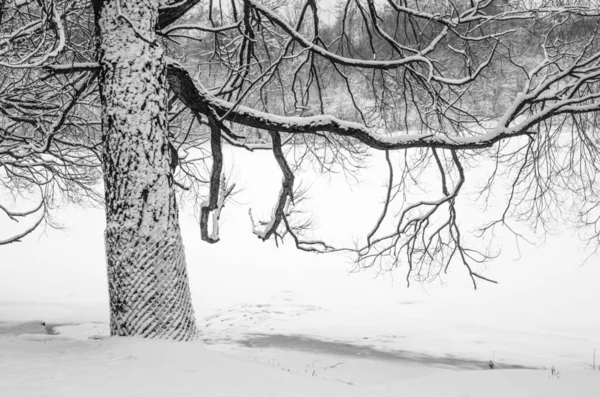 Zasněžený Strom Řeky Detailní Záběr — Stock fotografie
