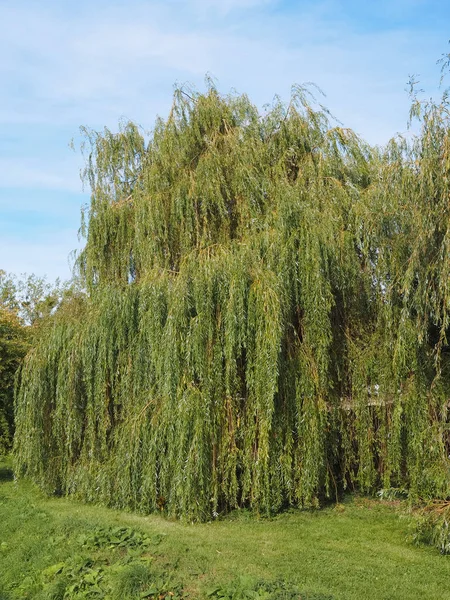 Weeping Willow Salix Babylonica Aka Babylon Willow Tree — Stock Photo, Image