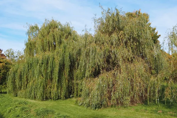 Плакуча Верба Salix Babylonica Яка Називається Вавилонська Верба — стокове фото