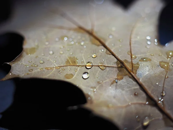 Sonbahar Seçici Odak Noktasında Düşen Bir Yaprağa Yağmur Damlacıkları — Stok fotoğraf