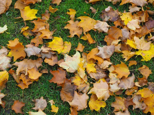 Arka Plan Olarak Yararlı Bir Çayırda Sonbaharda Düşen Yapraklar — Stok fotoğraf