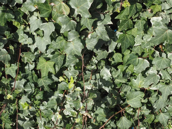 Bluszcz Hedera Rośliny Przydatne Jako Tło — Zdjęcie stockowe
