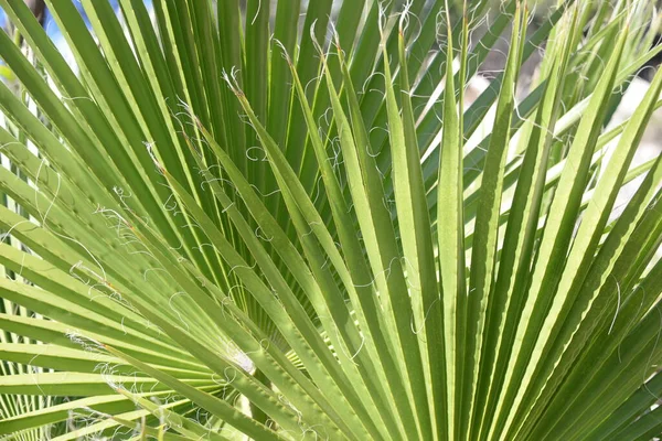 Palmbladeren Achtergrond Kopieer Ruimte — Stockfoto