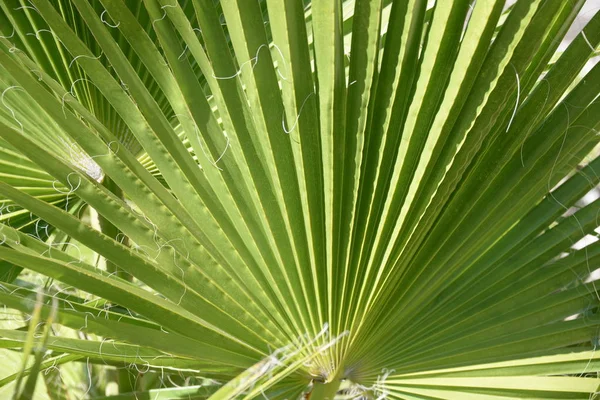 Palmové Listy Pozadí Kopírovat Prostor — Stock fotografie