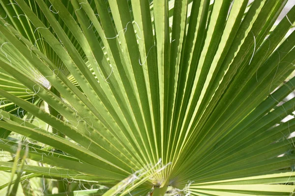 Feuilles Palmier Fond Espace Copie — Photo