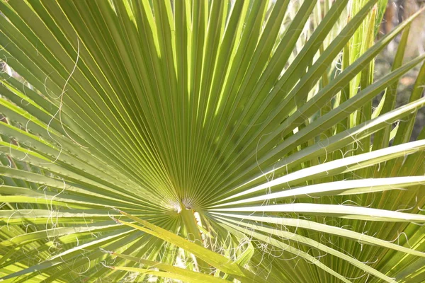 Palm Leaves Background Copy Space — Stock Photo, Image