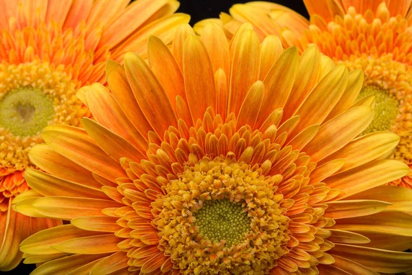 Subtila Orange Gerbera Blommor Svart Bakgrund — Stockfoto