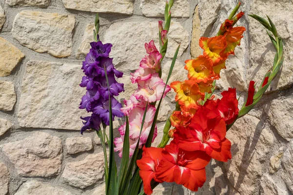 Head of  gladiolus flower against the background of a limestone wall