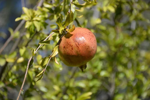 Grenades Sur Arbre Province Alicante Espagne — Photo