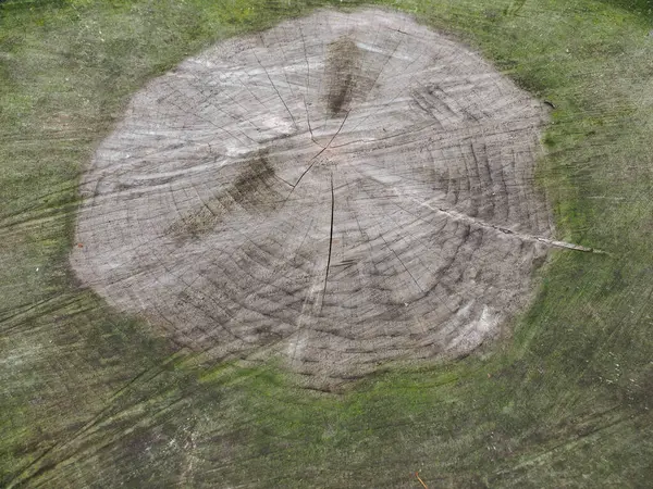 Görünür Yıllık Büyüme Halkalarına Sahip Antik Ağaç Kesiti — Stok fotoğraf