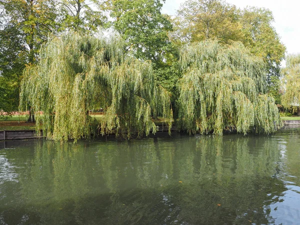 Willow Pleureur Sur Les Rives Rivière Cam Cambridge Royaume Uni — Photo