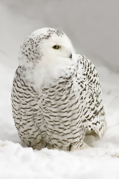 Schneeeulen Weiße Vogelfedern — Stockfoto