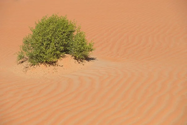 Strofina Deserto Khali — Foto Stock