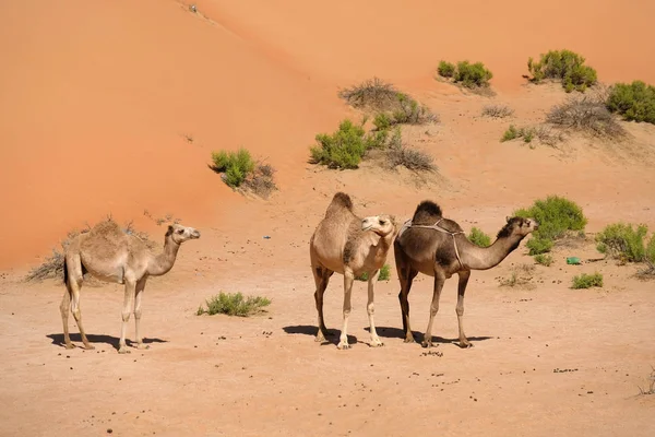 Rub Khali Woestijn — Stockfoto