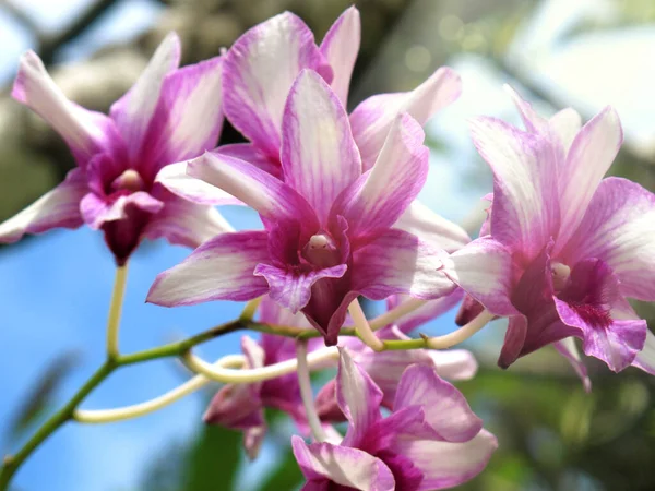 Zavřít Krásné Červené Orchidej Květiny Lesklé Zahradě Phuket Thajsku — Stock fotografie
