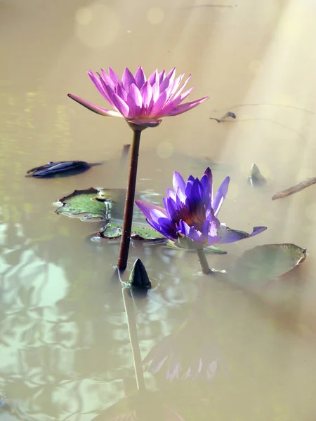 Close Beautiful Colorful Lotus Water Lily Flowers Beam Light Water — Stock Photo, Image