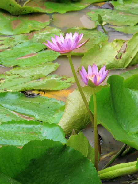 Fermer Belle Fleur Nénuphar Lotus Violet Sur Étang Eau Dans — Photo