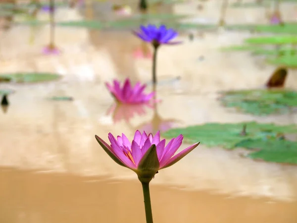 Fermer Belles Fleurs Colorées Nénuphar Lotus Sur Étang Eau Dans — Photo