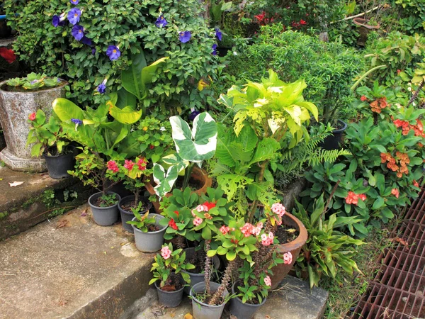 タイの庭で鉢植えの花の配置のグループを閉じます — ストック写真