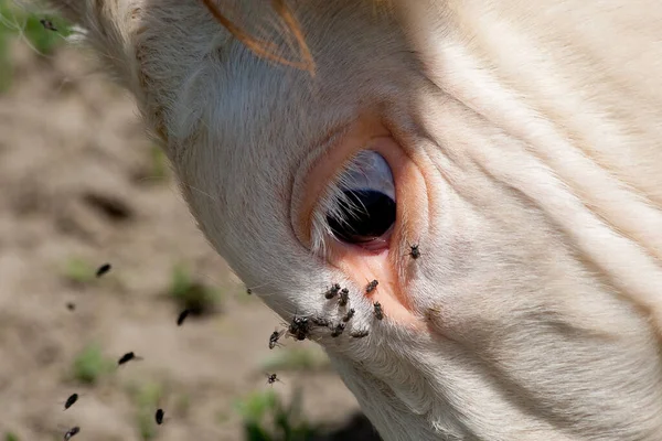 Mucche Nel Paesaggio Naturale Attenzione Selettiva — Foto Stock