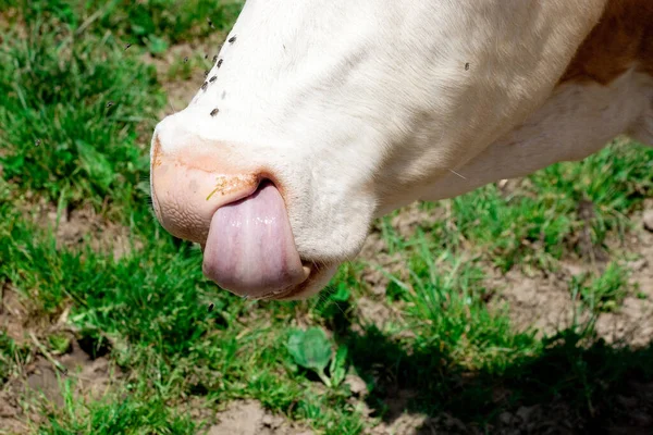 Näsborrar Och Tunga Från — Stockfoto