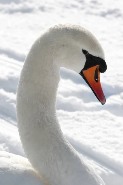 Swan Winter Landscape — Stock Photo, Image