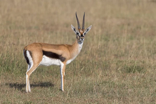 Westelijke Thomson Gazelle Eudorcas Nasalis Masai Mara Provincie Narok Kenya — Stockfoto