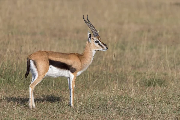 Västlig Thomson Gazelle Eudorcas Nasalis Masai Mara Narok County Kenya — Stockfoto