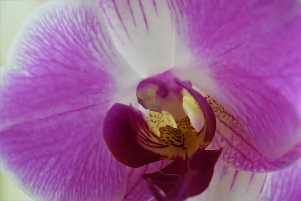 Орхідея Квіткова Рослина Флора — стокове фото