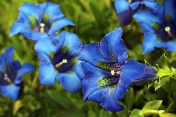 정원의 봄맞이 식당에서 피우는 Enzian Gentiana Acaulis — 스톡 사진