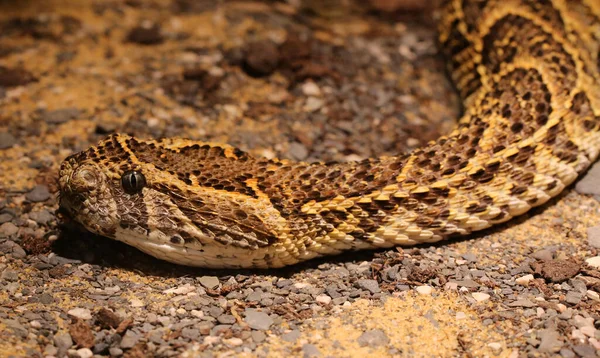 Serpent Monde Animal Peau Serpent — Photo