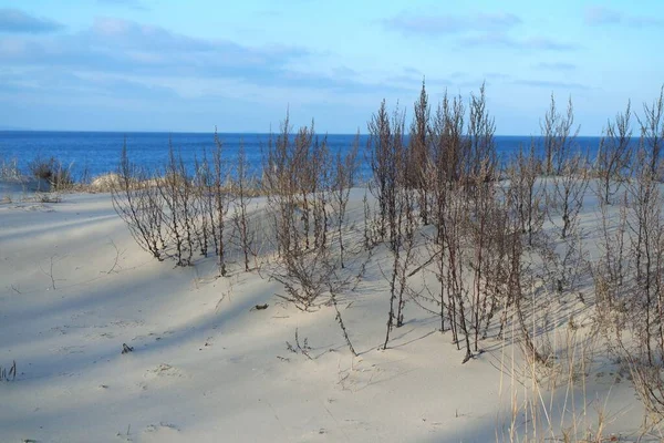 Dune Sabbia Sul Mar Baltico — Foto Stock