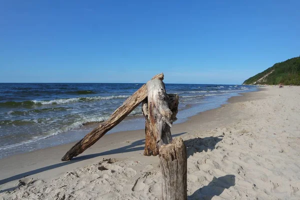 Driftwood Στην Παραλία — Φωτογραφία Αρχείου
