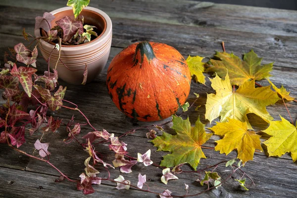 Naturaleza Muerta Con Calabaza Hiedra Hojas Arce Amarillo Suelo Madera —  Fotos de Stock