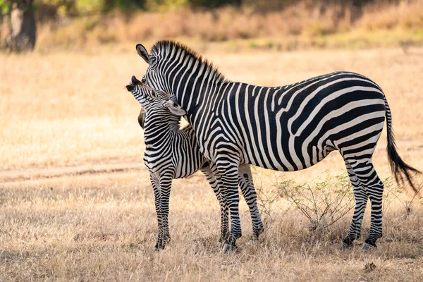 Zèbres Noirs Blancs Animaux Flore Faune — Photo