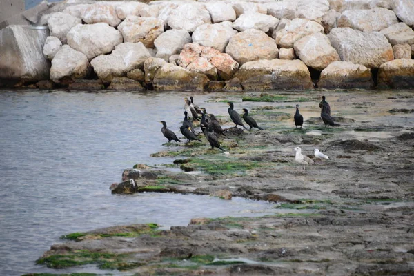 Cormoranes Mediterráneo Costa Blanca España — Foto de Stock