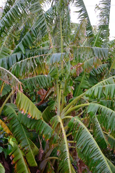 Бананове Дерево Коста Бланці Іспанія — стокове фото