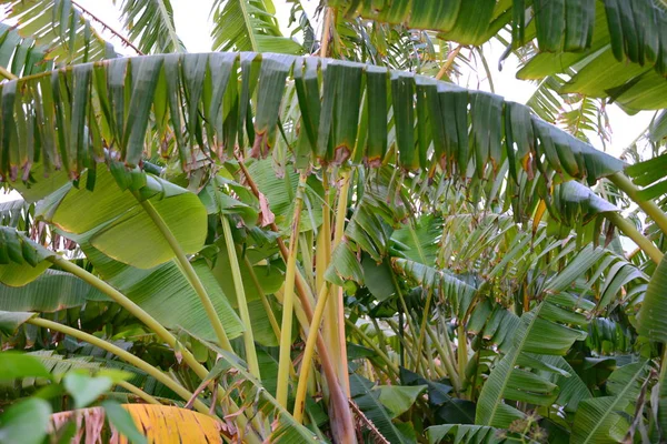 Банановое Дерево Коста Бланке Испания — стоковое фото