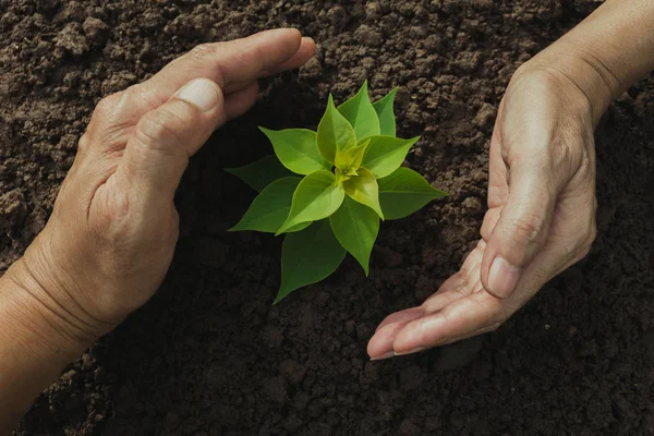 Mão Protegendo Uma Planta Jovem Verde Com Crescimento Solo Fundo — Fotografia de Stock