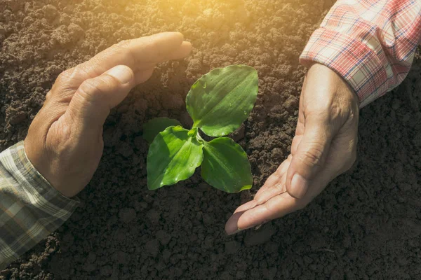 Hand protecting a green young plant with growing in the soil on nature background.