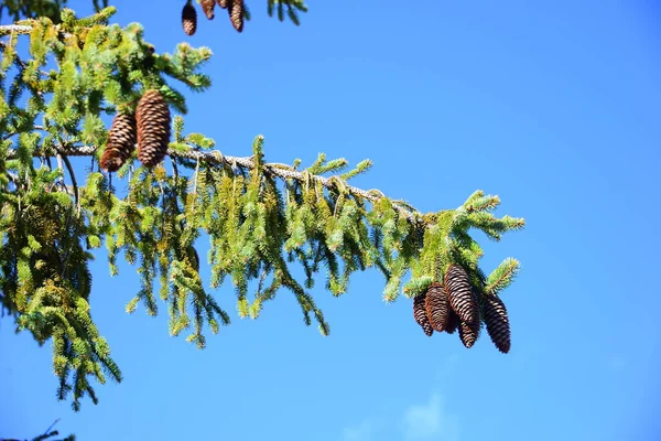 Fir Tree Pine Cones Costa Blanca Ισπανία — Φωτογραφία Αρχείου