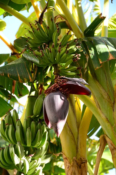 스페인의 코스타 블랑카에 바나나 — 스톡 사진