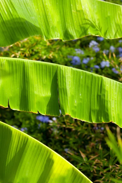 Flora Species Bali — Stock Photo, Image