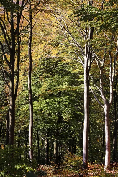 海德堡海利根贝格秋天的红山毛榉林 — 图库照片