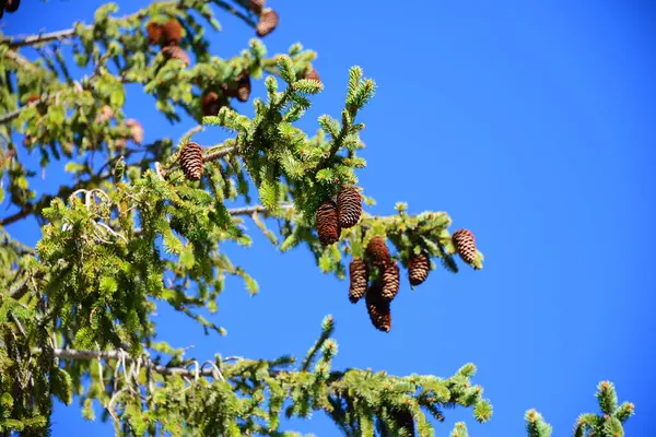 Veenboom Met Dennenappels Costa Blanca Spanje — Stockfoto