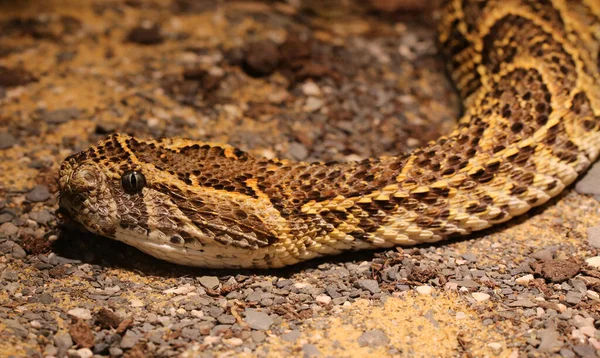 Snake Animal World Snake Skin — Stock Photo, Image