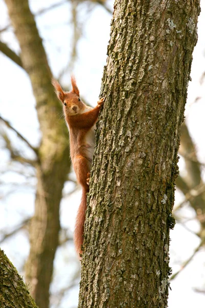 Eekhoorn Het Park — Stockfoto